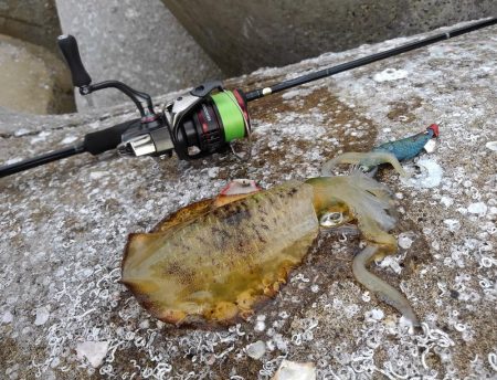 アオリイカ釣り放題！